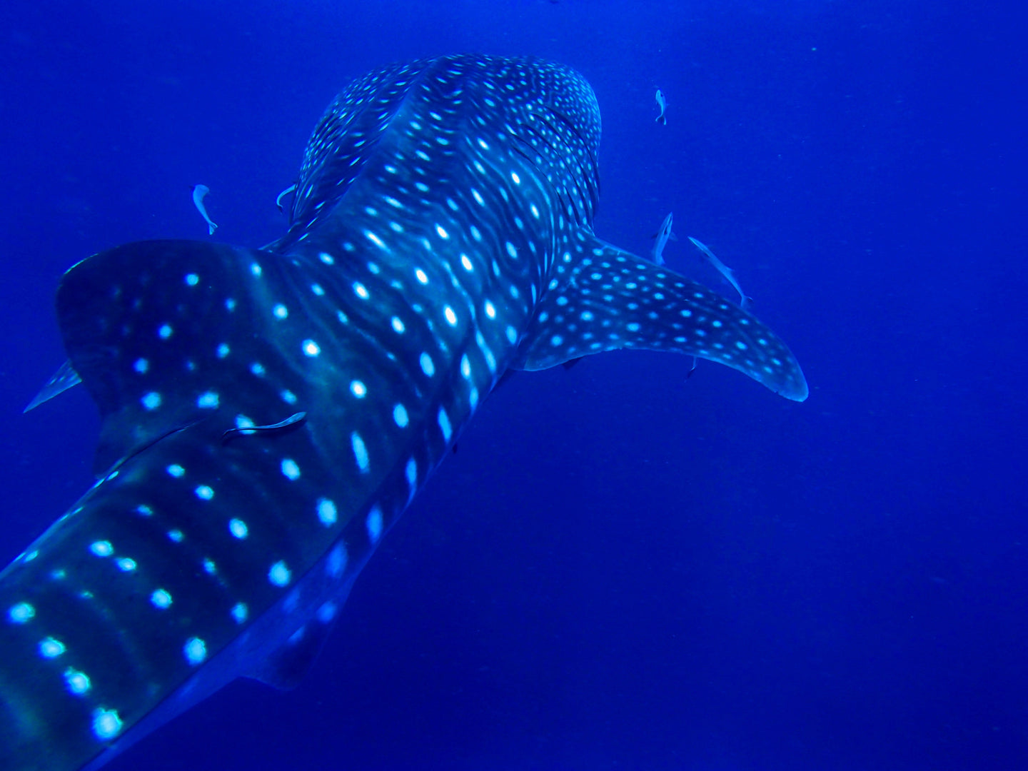 Swim with Whalesharks